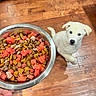 puppy, dog, white_dog, dog_food, metal_bowl, hand, wooden_floor, pet, waiting, kitchen, food, bite_size, colorful_food, watermelon, young_dog, animal, cute, indoor, looking_up, anticipation