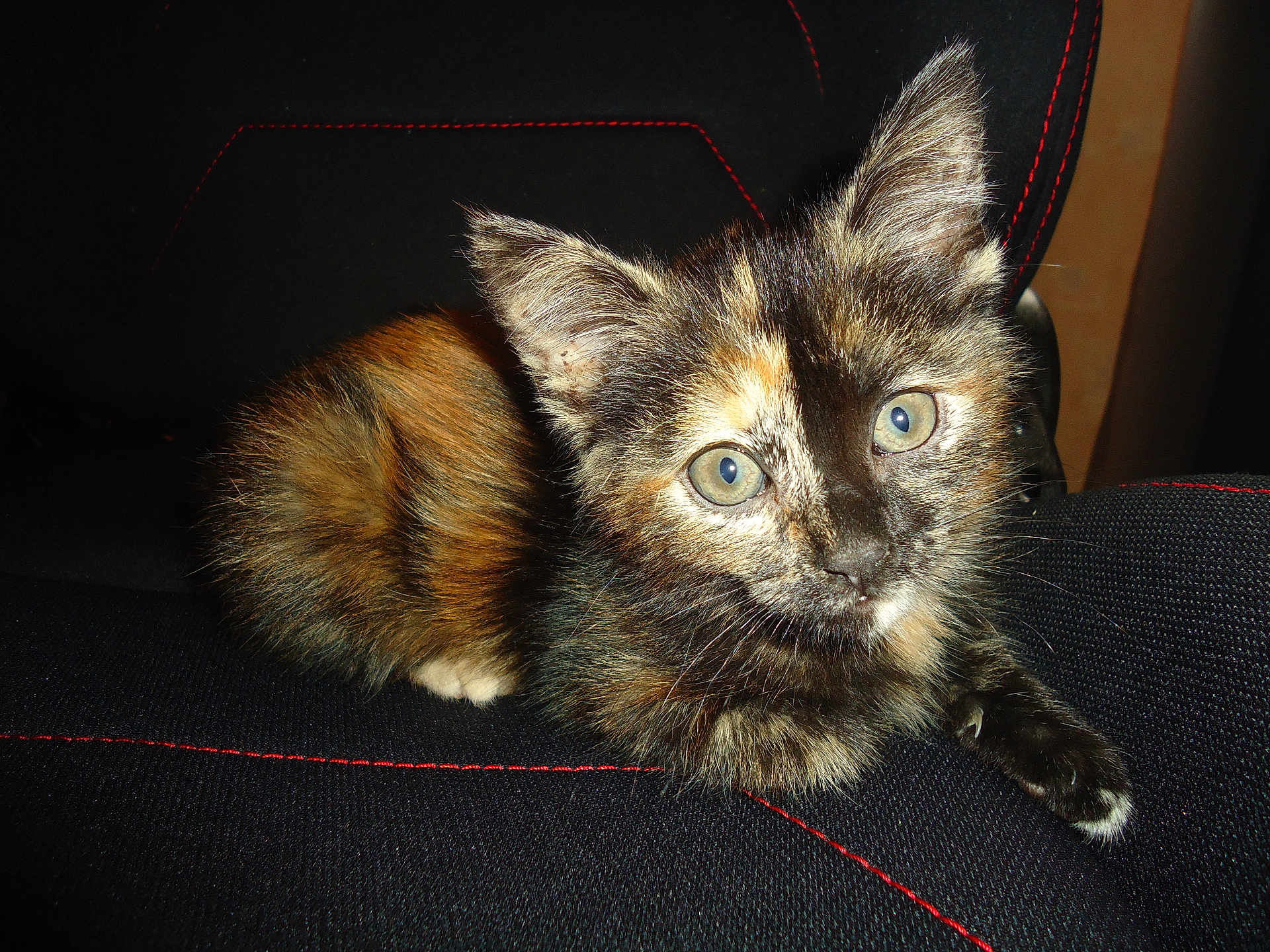 Nora a rejoint le concours — aidez-le/la à gagner de superbes lots ! kitten, cat, tortoiseshell, animal, pet, fur, eyes, whiskers, ears, paw, black, brown, orange, indoor, closeup, cute, resting, fabric, stitching, looking