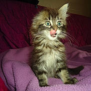 Orion a rejoint le concours — aidez-le/la à gagner de superbes lots ! kitten, cat, fluffy, blue_eyes, licking, pet, feline, fur, whiskers, indoors, blanket, purple, quilted, cute, animal, young, sitting, cozy, curious, small