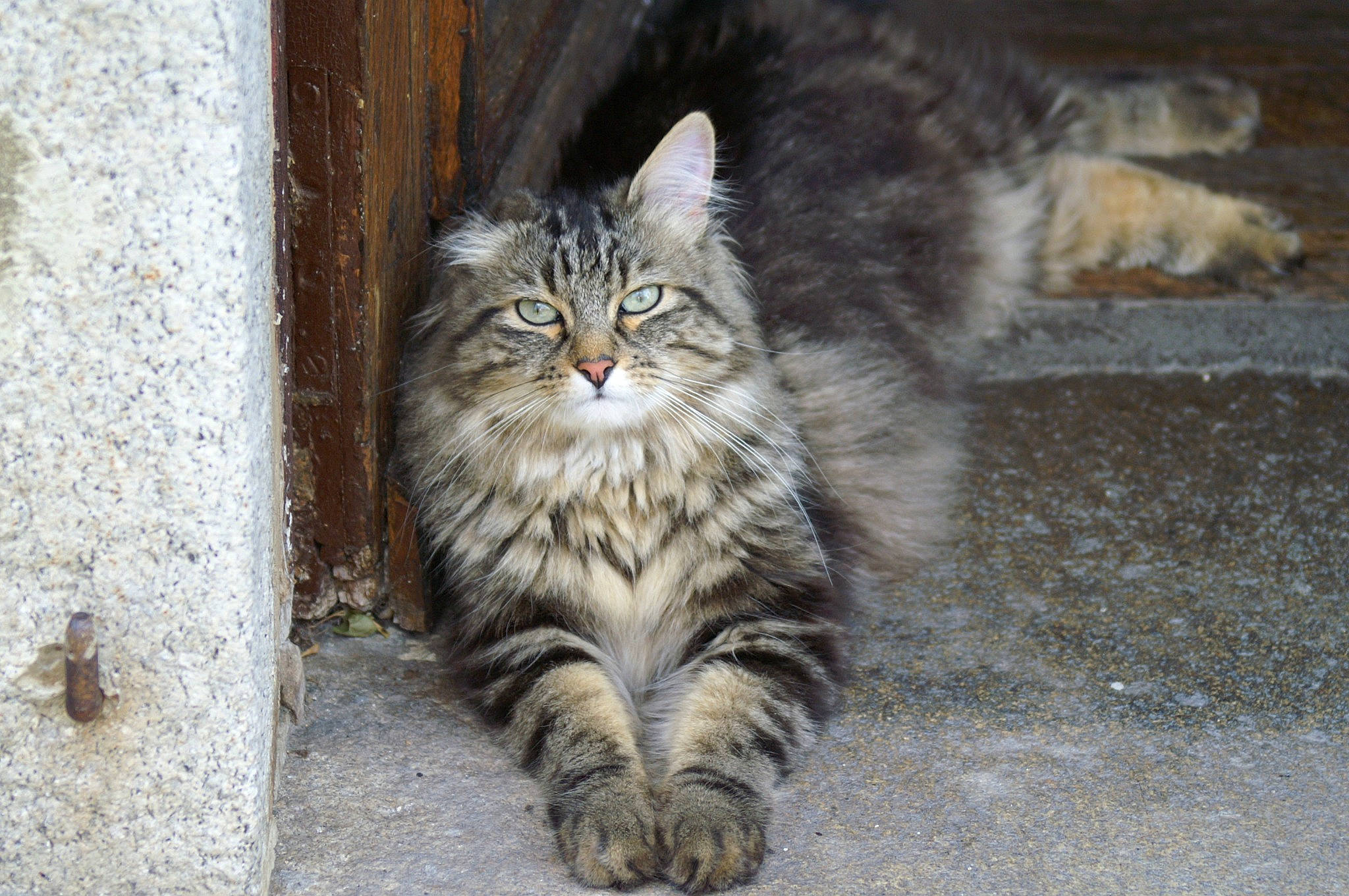 Orion participe au concours pour gagner de l'argent avec cette photo : british_longhair, carnivore, cat, claw, domestic_short_haired_cat, felidae, flooring, fur, grey, maine_coon, paw, road_surface, sitting, small_to_medium_sized_cats, snout, tail, terrestrial_animal, whiskers, wildlife, wood