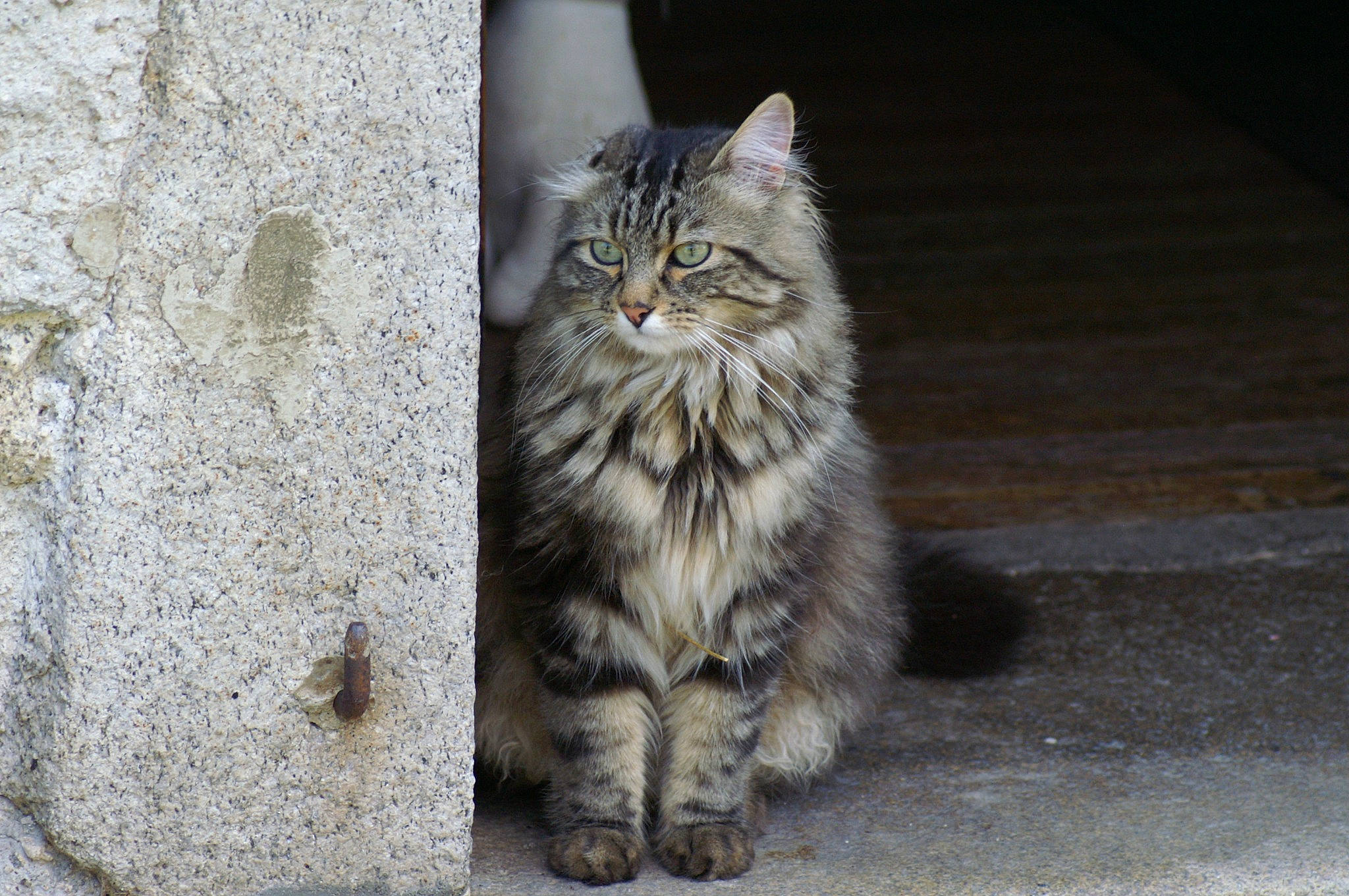 Orion a rejoint le concours — aidez-le/la à gagner de superbes lots ! asphalt, carnivore, cat, concrete, domestic_short_haired_cat, felidae, flooring, fur, grass, grey, maine_coon, plant, road_surface, sitting, small_to_medium_sized_cats, snout, tail, terrestrial_animal, whiskers, wood
