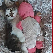 Vikie participe au concours pour gagner de l'argent avec cette photo : adorable, animal, cat, cozy, cute, fluffy_bed, fur, gray, indoor, kitten, pet, pink, playful, relaxed, resting, snuggling, soft, stuffed_toy, white, young
