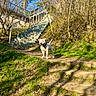 Ace participe au concours pour gagner de l'argent avec cette photo : dog, white_dog, outdoor, woodland, forest, nature, sunlight, grass, dirt_path, stairs, staircase, deck, house, trees, greenery, standing, smiling, collar, adventure, landscape