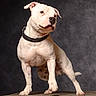 dog, white_dog, bulldog, canine, pet, animal, sitting, collar, black_collar, studio, portrait, indoors, dark_background, gray_background, short_hair, muscular, serious_expression, toy, spotted_toy, table