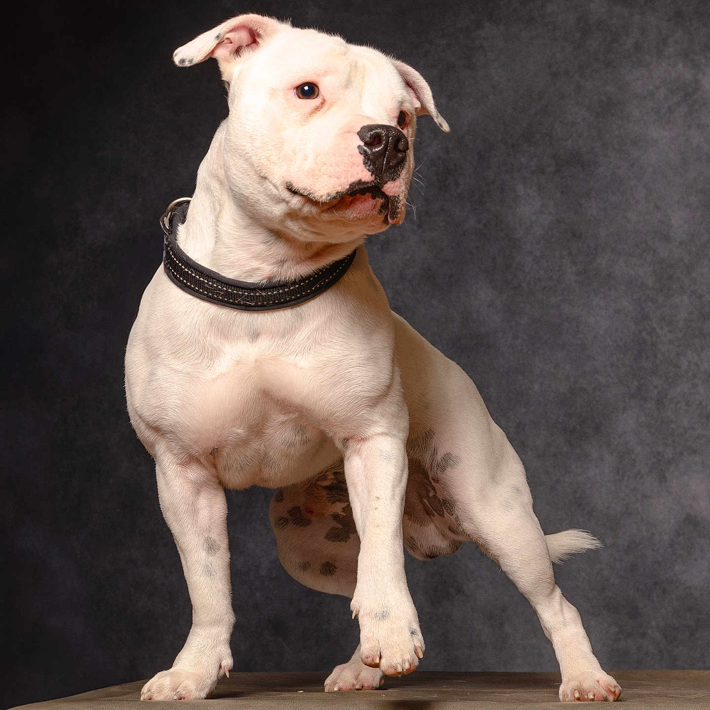 Ace participe au concours pour gagner de l'argent avec cette photo : dog, white_dog, bulldog, canine, pet, animal, sitting, collar, black_collar, studio, portrait, indoors, dark_background, gray_background, short_hair, muscular, serious_expression, toy, spotted_toy, table