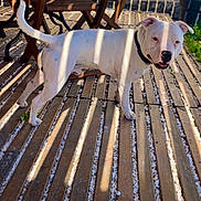 Ace a rejoint le concours — aidez-le/la à gagner de superbes lots ! dog, canine, white_dog, tan_patches, standing, outdoor, patio, backyard, wooden_deck, wooden_chairs, sunlight, shadows, collar, open_mouth, happy, looking_at_camera, potted_plant, pebbles, furniture, portrait