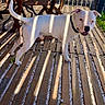 dog, canine, white_dog, tan_patches, standing, outdoor, patio, backyard, wooden_deck, wooden_chairs, sunlight, shadows, collar, open_mouth, happy, looking_at_camera, potted_plant, pebbles, furniture, portrait