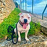 Ace a rejoint le concours — aidez-le/la à gagner de superbes lots ! dog, pit_bull, white_dog, pink_dog, sitting, smiling, tongue_out, open_mouth, leash, harness, outdoor, grass, stone_wall, fence, sports_court, path, portrait, happy, pet, daylight
