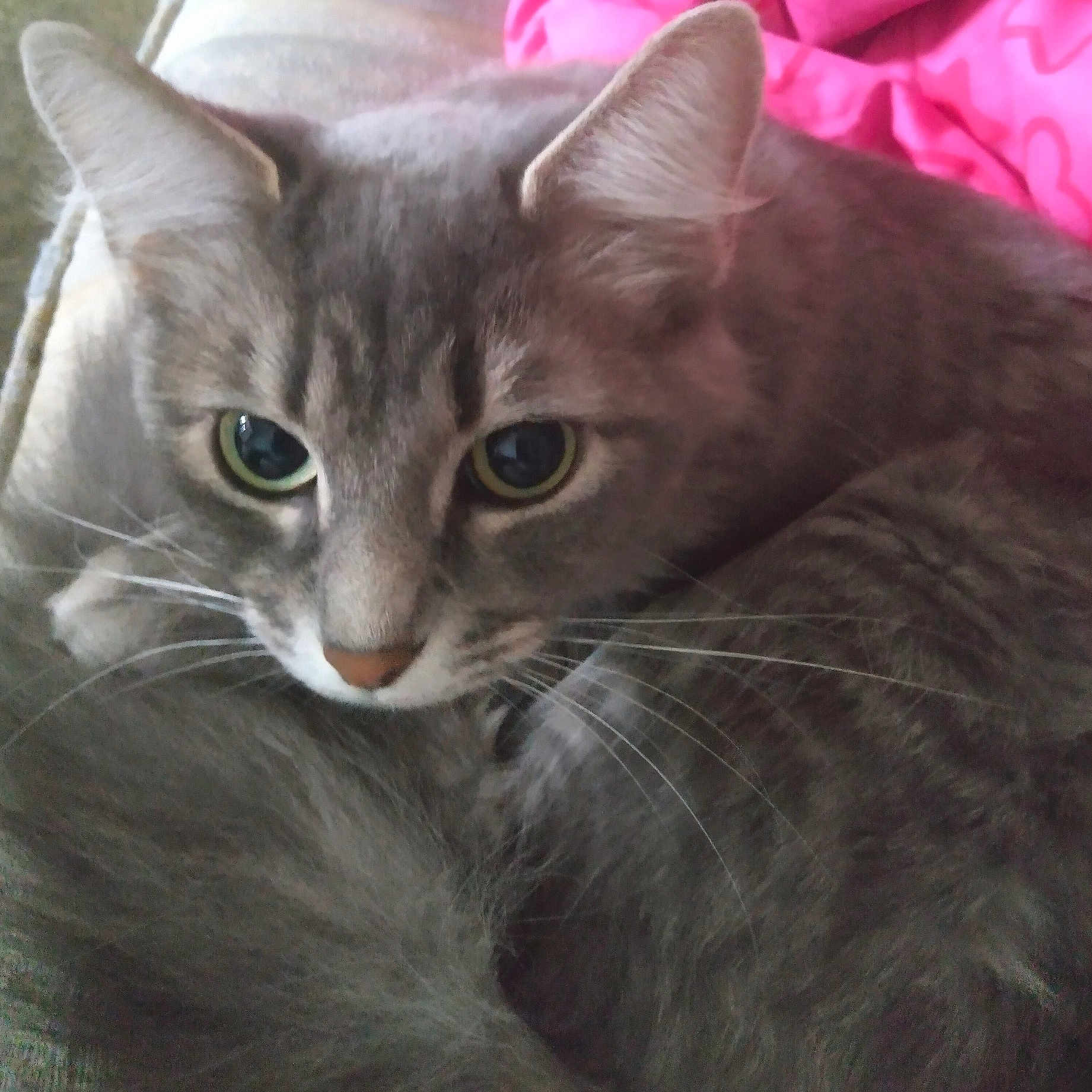 Phoebe is registered to the contest to win money with this photo: abyssinian, angora, animal, blanket, cat, egyptiancat, kitten, manx, pet, siamese