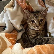 Honey joined the competition — help win amazing prizes! cat, tabby, blanket, cozy, indoor, pet, fur, animal, resting, comfort, soft, pattern, brown, orange, white, cute, relaxed, looking, portrait, eyes