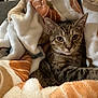 cat, tabby, blanket, cozy, indoor, pet, fur, animal, resting, comfort, soft, pattern, brown, orange, white, cute, relaxed, looking, portrait, eyes