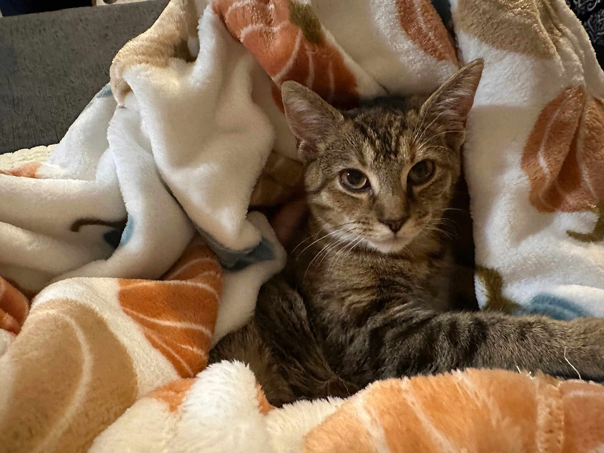 Honey joined the competition — help win amazing prizes! cat, tabby, blanket, cozy, indoor, pet, fur, animal, resting, comfort, soft, pattern, brown, orange, white, cute, relaxed, looking, portrait, eyes