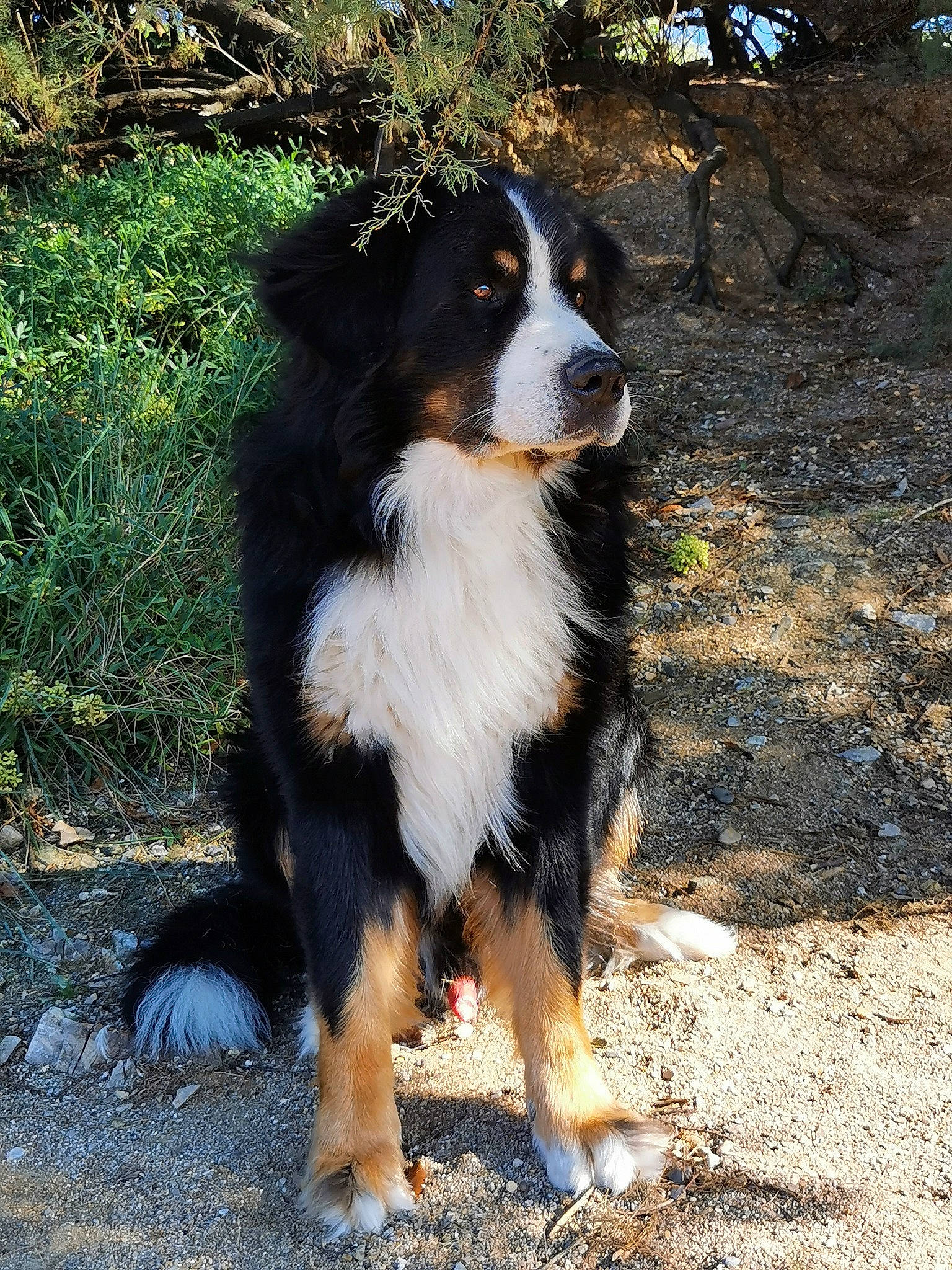 Jack participe au concours pour gagner de l'argent avec cette photo : bernese_mountain_dog, canidae, carnivore, companion_dog, dog, dog_breed, herding_dog, plant, snout, sporting_group, tail, terrestrial_animal, tree, working_dog