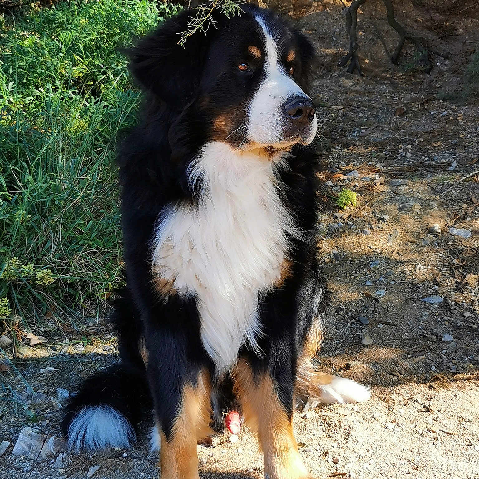 Jack