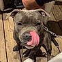 animal, canine, casual, chair, close_up, companion, dog, domestic, friendly, grey_coat, happy, indoor, leash, leg, licking, person, pet, playful, tongue, wooden_floor