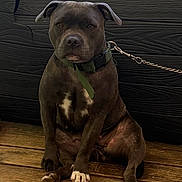 Minnie a rejoint le concours — aidez-le/la à gagner de superbes lots ! animal, black_wall, brown_fur, calm, canine, chain, dog, domestic_animal, facing_camera, fur_texture, green_collar, leash, outdoor, paw, pet, portrait, resting, sitting, white_paws, wooden_floor