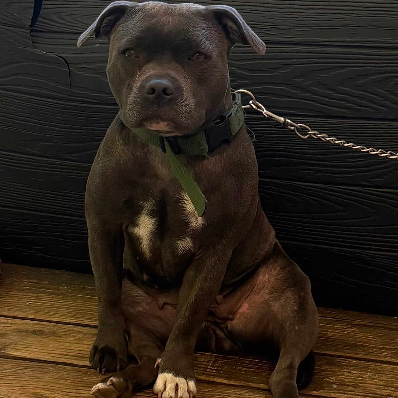 Minnie a rejoint le concours — aidez-le/la à gagner de superbes lots ! animal, black_wall, brown_fur, calm, canine, chain, dog, domestic_animal, facing_camera, fur_texture, green_collar, leash, outdoor, paw, pet, portrait, resting, sitting, white_paws, wooden_floor