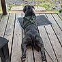 animal, back_view, calm, canine, daylight, dog, grass, gray_dog, harness, leash, mat, nature, outdoor, paws, pet, plants, quiet, relaxed, wood_planks, wooden_porch