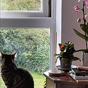 Isak joined the competition — help win amazing prizes! bed, blanket, books, cat, daylight, furniture, garden, greenery, home, indoor, nature, orchid, pet, plants, potted_plants, relaxation, side_table, tabby_cat, window, windowsill
