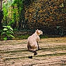 cat, animal, outdoor, garden, stone_wall, moss, plant, greenery, nature, pet, feline, sitting, back_view, daylight, quiet, curious, peaceful, texture, wooden_floor, rustic