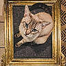 Snow participe au concours pour gagner de l'argent avec cette photo : cat, golden_frame, portrait, animal, fur, blue_eyes, curious, looking_up, decor, ornate, texture, indoor, floor, pattern, sitting, pet, whiskers, tail, close_up, framed