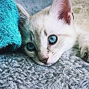 Snow a rejoint le concours — aidez-le/la à gagner de superbes lots ! kitten, cat, blue_eyes, close_up, fur, paw, blanket, towel, texture, indoor, resting, cute, pet, animal, soft, cozy, whiskers, young_cat, curious, relaxed