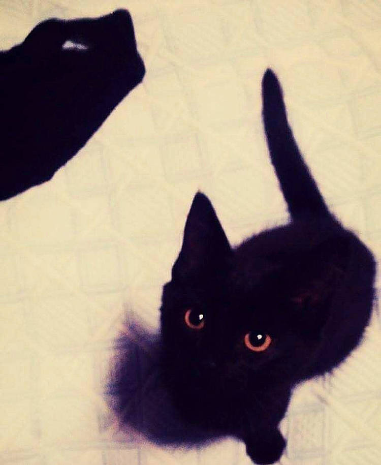 Dinah participe au concours pour gagner de l'argent avec cette photo : asian, black, black_cat, bombay, carnivore, cat, claw, ear, eye, felidae, finger, fur, hand, kitten, organ, polydactyl_cat, shadow, small_to_medium_sized_cats, tail, whiskers