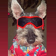 Max Zayn is registered to the contest to win money with this photo: dog, sunglasses, red, shirt, hawaiian_shirt, pet, animal, portrait, cute, furry, ears, indoor, fashion, costume, funny, closeup, face, canine, accessory, colorful