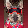 dog, sunglasses, red, shirt, hawaiian_shirt, pet, animal, portrait, cute, furry, ears, indoor, fashion, costume, funny, closeup, face, canine, accessory, colorful