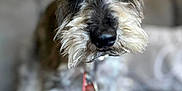 Max Zayn is registered to the contest to win money with this photo: dog, close_up, scruffy, pet, indoor, couch, blurred_background, fur, animal, canine, collar, sleepy, cute, domestic_animal, furry, face, whiskers, ears, paws, companion