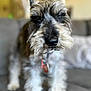dog, close_up, scruffy, pet, indoor, couch, blurred_background, fur, animal, canine, collar, sleepy, cute, domestic_animal, furry, face, whiskers, ears, paws, companion