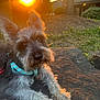 Max Zayn joined the competition — help win amazing prizes! dog, sunset, outdoor, rock, grass, pet, canine, fur, leash, collar, nature, animal, ears, face, muzzle, paw, daylight, quiet, relaxation, backlit