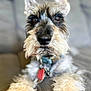 Max Zayn is registered to the contest to win money with this photo: dog, schnauzer, pet, canine, fur, paws, collar, tag, couch, indoor, closeup, portrait, animal, furry, whiskers, ears, relaxed, home, domestic, companion