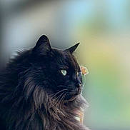 Wilson is registered to the contest to win money with this photo: animal, black_cat, calm, cat, closeup, cute, domestic_animal, ears, feline, fluffy_fur, green_eyes, indoor, long_hair, looking_away, mammal, pet, portrait, side_view, soft_light, whiskers