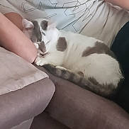 Miou a rejoint le concours — aidez-le/la à gagner de superbes lots ! cat, sleeping, couch, arm, white, gray, fur, pet, indoor, resting, cozy, relaxed, animal, domestic, feline, closeup, soft, comfort, nap, home