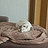 Miou participe au concours pour gagner de l'argent avec cette photo : cat, sleeping, blanket, couch, indoor, cozy, white_cat, gray_spots, furniture, home, relaxation, pet, resting, soft_texture, warm_colors, domestic_animal, comfort, quiet, living_room, calm