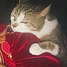 cat, resting, paw, fur, red_fabric, embroidery, texture, closeup, sleeping, pet, animal, cozy, soft, whiskers, indoor, comfort, relaxation, tabby, white_paw, peaceful