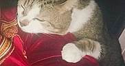 Momo participe au concours pour gagner de l'argent avec cette photo : animal, cat, closeup, comfort, cozy, domestic_cat, feline, fur, indoors, pattern, paw, pet, red_fabric, relaxation, resting, sleeping, soft_texture, striped, whiskers, white_paw