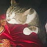 cat, sleeping, paw, fur, red_fabric, pattern, cozy, closeup, domestic_cat, resting, whiskers, striped, white_paw, indoors, comfort, soft_texture, relaxation, animal, pet, feline