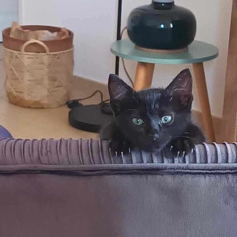 Bagheera a rejoint le concours — aidez-le/la à gagner de superbes lots ! animal, basket, blackcat, cat, cookware, couch, cushion, den, egyptiancat, furniture, homedecor, indoors, kitten, lamp, manx, pet, plant, pot, pottedplant, wood