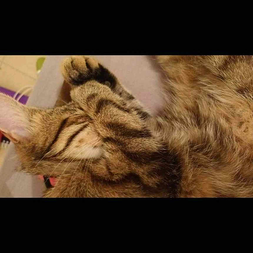 Nala