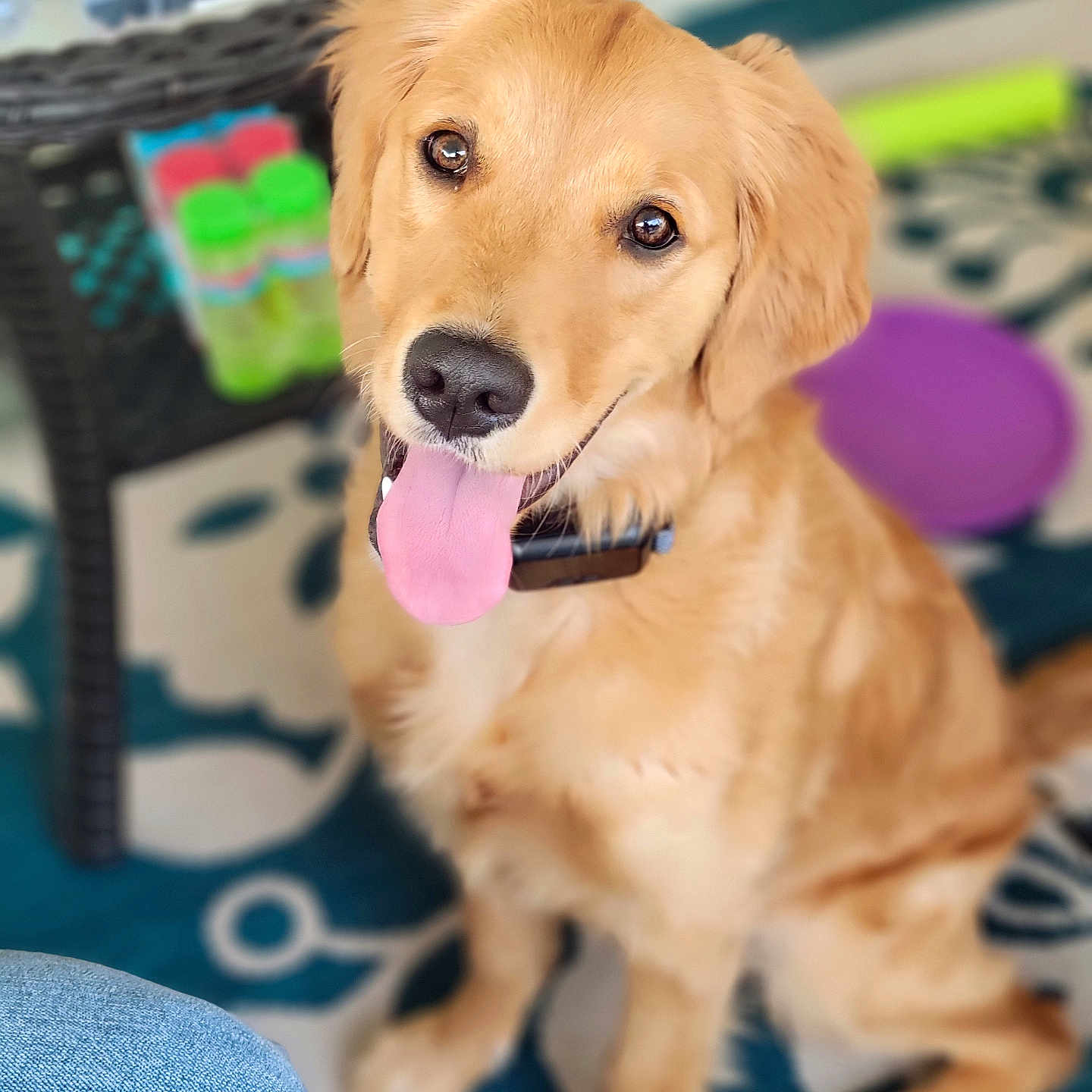 Bella joined the competition — help win amazing prizes! animal, canine, collar, companion, cute, dog, domestic_animal, floor_rug, friendly, fur, golden_retriever, happy, indoor, looking_up, pet, puppy, sitting, tongue_out, wicker_table, young_dog