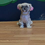 Channel is registered to the contest to win money with this photo: adorable, animal, brown_floor, companion, cute, dog, domestic_animal, fluffy, gold_chain, graffiti, indoor, looking_at_camera, pet, pink_ears, portrait, short_hair, sitting, small_dog, wall_art, wooden_floor