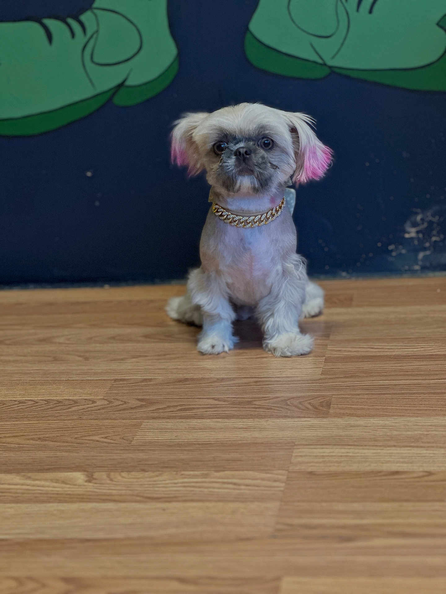Channel is registered to the contest to win money with this photo: adorable, animal, brown_floor, companion, cute, dog, domestic_animal, fluffy, gold_chain, graffiti, indoor, looking_at_camera, pet, pink_ears, portrait, short_hair, sitting, small_dog, wall_art, wooden_floor