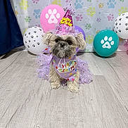 Channel joined the competition — help win amazing prizes! dog, birthday_hat, tutu, balloons, paw_prints, floor, indoor, celebration, party, costume, decorations, cute, small_dog, festive, purple, pet, animal, flooring, background, birthday