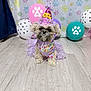 animal, background, balloons, birthday, birthday_hat, celebration, costume, cute, decorations, dog, festive, floor, flooring, indoor, party, paw_prints, pet, purple, small_dog, tutu