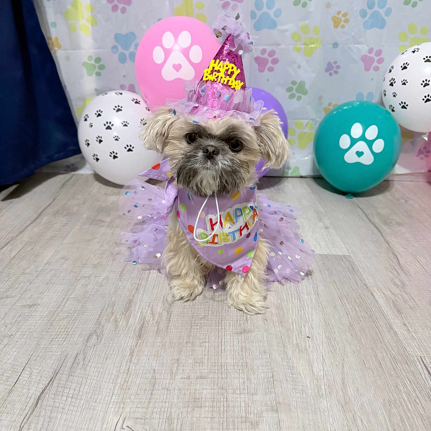 Channel joined the competition — help win amazing prizes! animal, background, balloons, birthday, birthday_hat, celebration, costume, cute, decorations, dog, festive, floor, flooring, indoor, party, paw_prints, pet, purple, small_dog, tutu