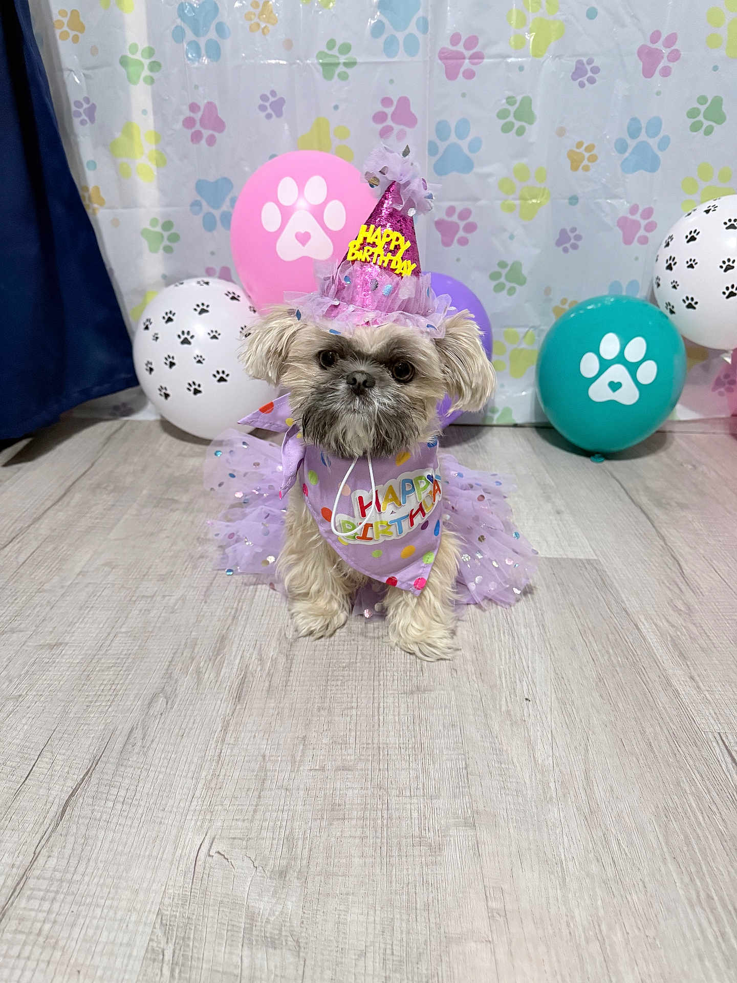 Channel joined the competition — help win amazing prizes! dog, birthday_hat, tutu, balloons, paw_prints, floor, indoor, celebration, party, costume, decorations, cute, small_dog, festive, purple, pet, animal, flooring, background, birthday