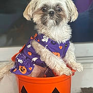 Channel is registered to the contest to win money with this photo: dog, puppy, small_dog, fluffy, costume, halloween, jack_o_lantern, orange_bucket, purple_dress, cute, pet, indoor, portrait, looking, white_dog, decor, holiday, seasonal, animal, sitting