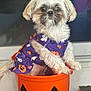dog, puppy, small_dog, fluffy, costume, halloween, jack_o_lantern, orange_bucket, purple_dress, cute, pet, indoor, portrait, looking, white_dog, decor, holiday, seasonal, animal, sitting